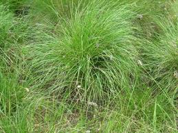 Attēlu rezultāti vaicājumam “Sesleria caerulea bud”
