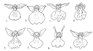 Attēlu rezultāti vaicājumam “Dactylorhiza traunsteineri”