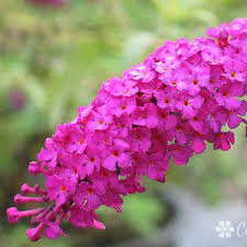Image result for Buddleja davidii