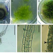 Attēlu rezultāti vaicājumam “Cephalozia connivens macro”