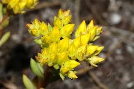 Attēlu rezultāti vaicājumam “Sedum aizoon fruit”