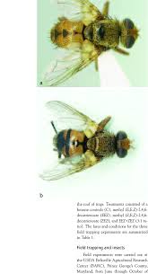 Attēlu rezultāti vaicājumam “Tachinidae”