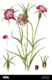 Image result for Kornrade