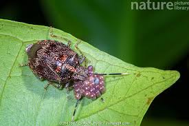 Attēlu rezultāti vaicājumam “Pentatomidae eggs”