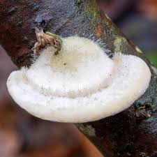 Attēlu rezultāti vaicājumam “Trametes hirsuta”