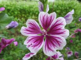 Image result for Malva sylvestris 'Zebrina'