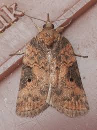 Attēlu rezultāti vaicājumam “Nycteola sp.”