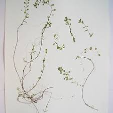 Attēlu rezultāti vaicājumam “Callitriche verna”