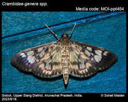 Attēlu rezultāti vaicājumam “Crambidae”