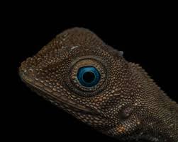 Attēlu rezultāti vaicājumam “Lycogala confusum macro”