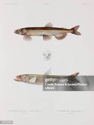 Image result for Osmerus eperlanus