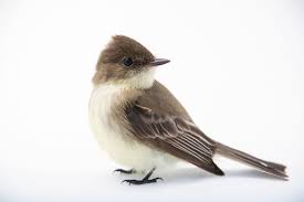 Image result for Sayornis phoebe