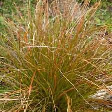 Attēlu rezultāti vaicājumam “Carex hirta female flower”