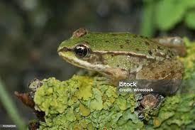 Attēlu rezultāti vaicājumam “Pelophylax juvenile”