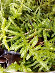 Attēlu rezultāti vaicājumam “Pseudoscleropodium purum”