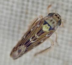 Attēlu rezultāti vaicājumam “Lamprotettix nitidulus”