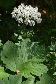 Attēlu rezultāti vaicājumam “Heracleum sphondylium subsp. sibiricum leaf”