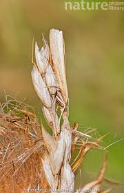 Attēlu rezultāti vaicājumam “Agriphila tristella”