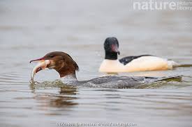 Attēlu rezultāti vaicājumam “Mergus merganser female”