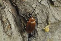 Attēlu rezultāti vaicājumam “Pseudocistela ceramboides”