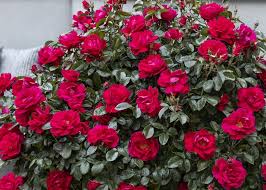 Image result for haaga tehron