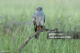 Attēlu rezultāti vaicājumam “Circus pygargus”