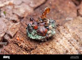 Attēlu rezultāti vaicājumam “Chrysopidae larva”