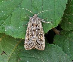 Attēlu rezultāti vaicājumam “Tholera decimalis”