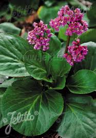 Attēlu rezultāti vaicājumam “Bergenia crassifolia flower”