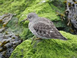 Attēlu rezultāti vaicājumam “Calidris maritima”