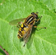 Attēlu rezultāti vaicājumam “Helophilus pendulus”