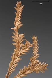 Attēlu rezultāti vaicājumam “Plagiochila”