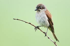 Attēlu rezultāti vaicājumam “Lanius collurio female”