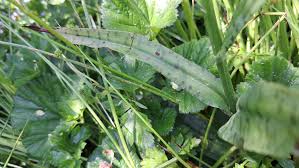 Attēlu rezultāti vaicājumam “Dactylorhiza fuchsii bud”
