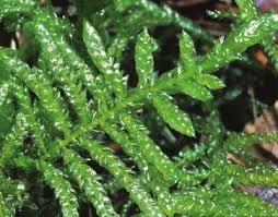 Attēlu rezultāti vaicājumam “Pseudoscleropodium purum”