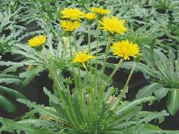 Attēlu rezultāti vaicājumam “Taraxacum suecicum flower”