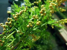 Image result for Artemisia annua