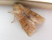 Attēlu rezultāti vaicājumam “Orthosia miniosa imago”