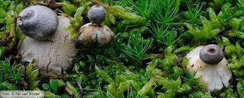 Attēlu rezultāti vaicājumam “Geastrum minimum”