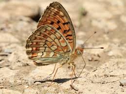 Attēlu rezultāti vaicājumam “Argynnis niobe underside”