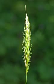 Attēlu rezultāti vaicājumam “Hordelymus europaeus”