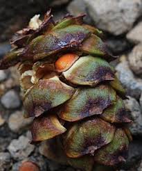 Attēlu rezultāti vaicājumam “Pinus pumila male flower”
