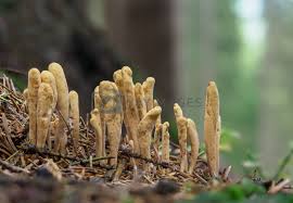 Attēlu rezultāti vaicājumam “Clavariadelphus ligula”