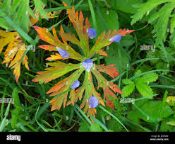 Attēlu rezultāti vaicājumam “Geranium pratense leaf”