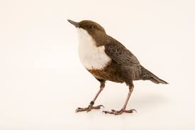 Attēlu rezultāti vaicājumam “Cinclus cinclus”