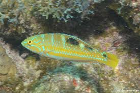 Image result for Halichoeres radiatus