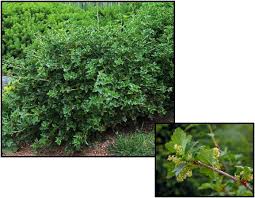 Attēlu rezultāti vaicājumam “Ribes alpinum leaf”