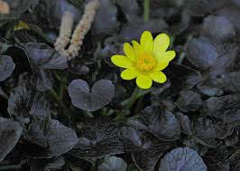 Attēlu rezultāti vaicājumam “Ficaria verna leaf”