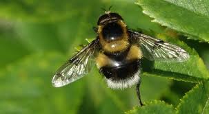 Attēlu rezultāti vaicājumam “Volucella bombylans”