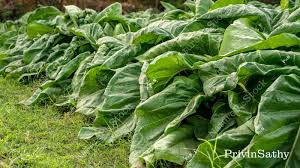 Attēlu rezultāti vaicājumam “Nicotiana tabacum leaf”
